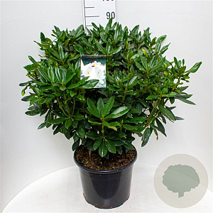 Rhododendron 'Marcel Menard' 50-60 cm 10L