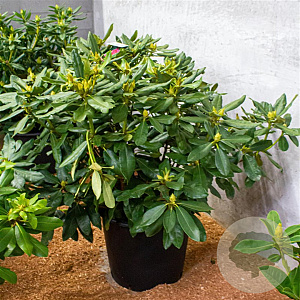 Rhododendron 'Nova Zembla' 70-80 cm 40L