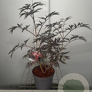 Sambucus nigra Black Lace 30-40 cm 3,0L