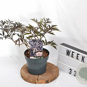 Sambucus nigra Black Lace 30-40 cm 3,0L