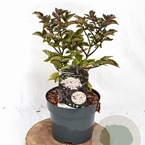Sambucus nigra Black Tower 30-40 cm 3,0L