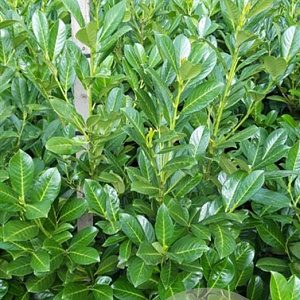 Prunus I. 'Rotundifolia' 125-150 cm met kluit