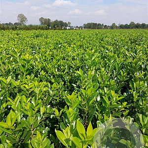 Prunus I. 'Rotundifolia' 125-150 cm met kluit