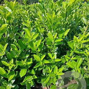 Prunus I. 'Rotundifolia' 125-150 cm met kluit