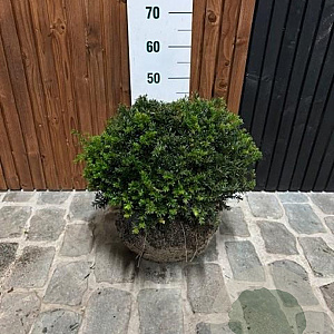Taxus baccata 45-50 cm met kluit bol