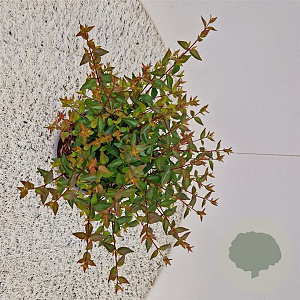 Abelia grandifl. 'Sherwood' 25-30 cm 3,0L