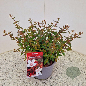 Abelia grandifl. 'Sherwood' 25-30 cm 3,0L