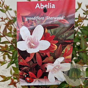 Abelia grandifl. 'Sherwood' 25-30 cm 3,0L
