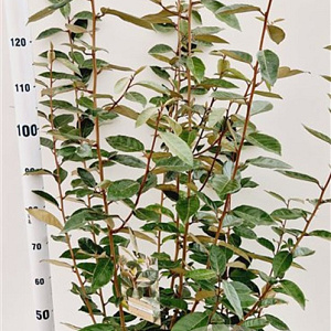 Elaeagnus ebbingei 120-140 cm 7,5L