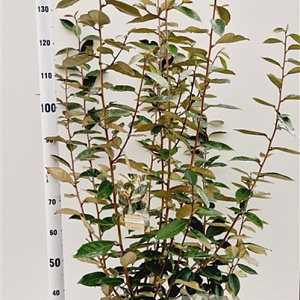 Elaeagnus ebbingei 120-140 cm 7,5L