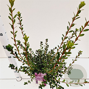 Rhod. (AJ) 'Amoena' 30-40 cm 2,5L