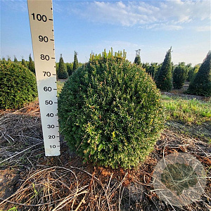 Taxus baccata 80-90 cm met kluit bol