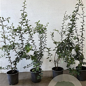 Crataegus monogyna 60-80 cm 2,5L