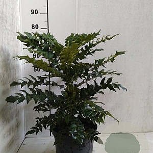 Mahonia media 'Charity' 30-40 cm met kluit