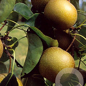 Pyrus pyrifolia 'Kosui' struik wortelgoed