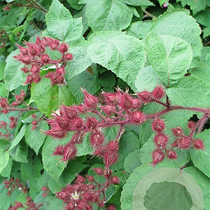 Rubus phoenicolasius 60-70 cm 2,0L