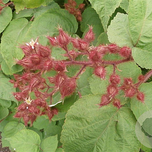 Rubus phoenicolasius 60-70 cm 2,0L