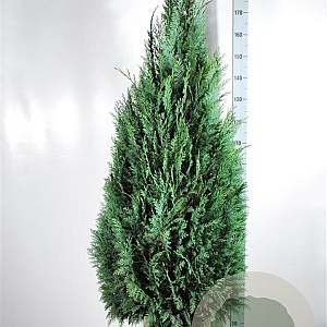Chamaecyparis l. 'Columnaris' 160-180 cm met kluit