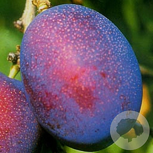 Prunus d. 'Jubileum' struik wortelgoed