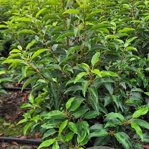 Prunus l. 'Angustifolia' 60-80 cm met kluit