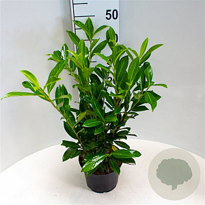 Prunus l. 'Caucasica' 40-60 cm 3,0L