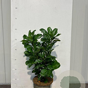 Prunus l. Etna 30-40 cm 3,0L