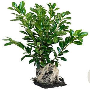 Prunus l. 'Novita' 60-80 cm met kluit