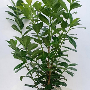 Prunus l. 'Novita' 60-80 cm met kluit