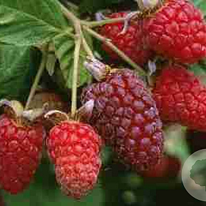 Rubus 'Loganberry' 60-70 cm 2,0L