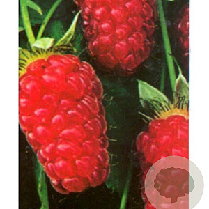 Rubus 'Loganberry' 60-70 cm 2,0L