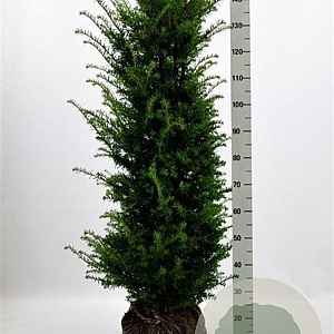 Taxus baccata 120-140 cm met kluit