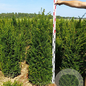Taxus baccata 120-140 cm met kluit