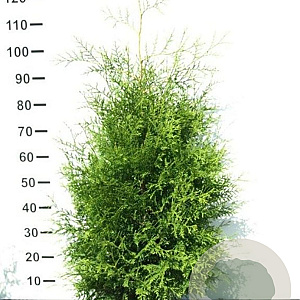 Thuja occ. 'Brabant' 80-100 cm met kluit