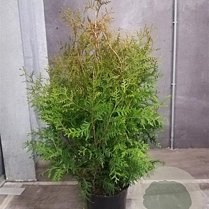 Thuja occ. 'Brabant' 80-100 cm met kluit