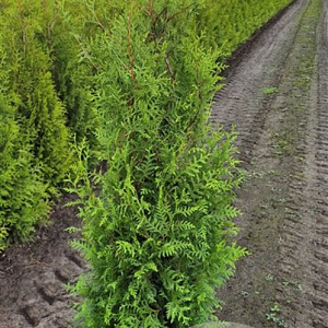 Thuja occ. 'Brabant' 100-120 cm met kluit