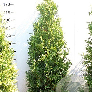 Thuja occ. 'Brabant' 120-140 cm met kluit