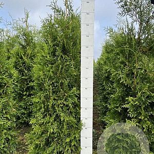 Thuja occ. 'Brabant' 140-160 cm met kluit