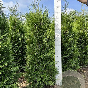 Thuja occ. 'Brabant' 140-160 cm met kluit