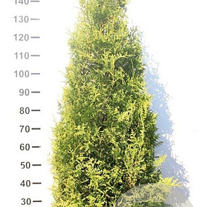 Thuja occ. 'Brabant' 160-180 cm met kluit
