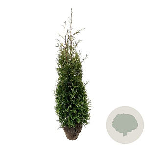 Thuja occ. 'Brabant' 160-180 cm met kluit