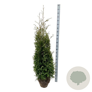 Thuja occ. 'Brabant' 160-180 cm met kluit