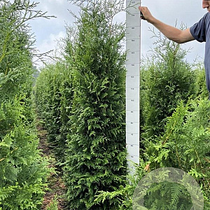 Thuja occ. 'Brabant' 180-200 cm met kluit