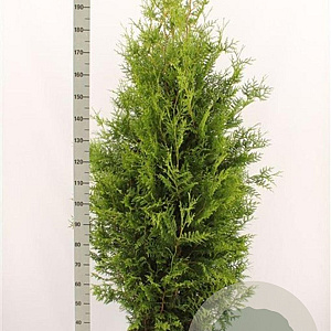 Thuja occ. 'Brabant' 180-200 cm met kluit