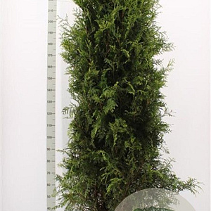 Thuja occ. 'Brabant' 200-225 cm met kluit