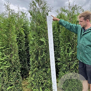 Thuja occ. 'Brabant' 200-225 cm met kluit