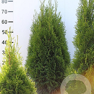 Thuja occ. 'Smaragd' 60-80 cm met kluit