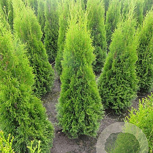 Thuja occ. 'Smaragd' 60-80 cm met kluit