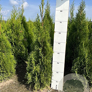 Thuja occ. 'Smaragd' 60-80 cm met kluit
