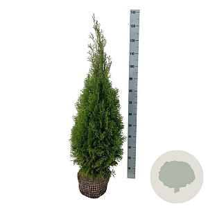 Thuja occ. 'Smaragd' 80-100 cm met kluit