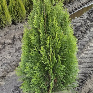 Thuja occ. 'Smaragd' 80-100 cm met kluit